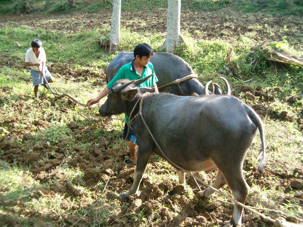 in Wasserbüffel (Carabao) auf einem Feld, bereit zur Arbeit in der Landwirtschaft auf den Philippinen.